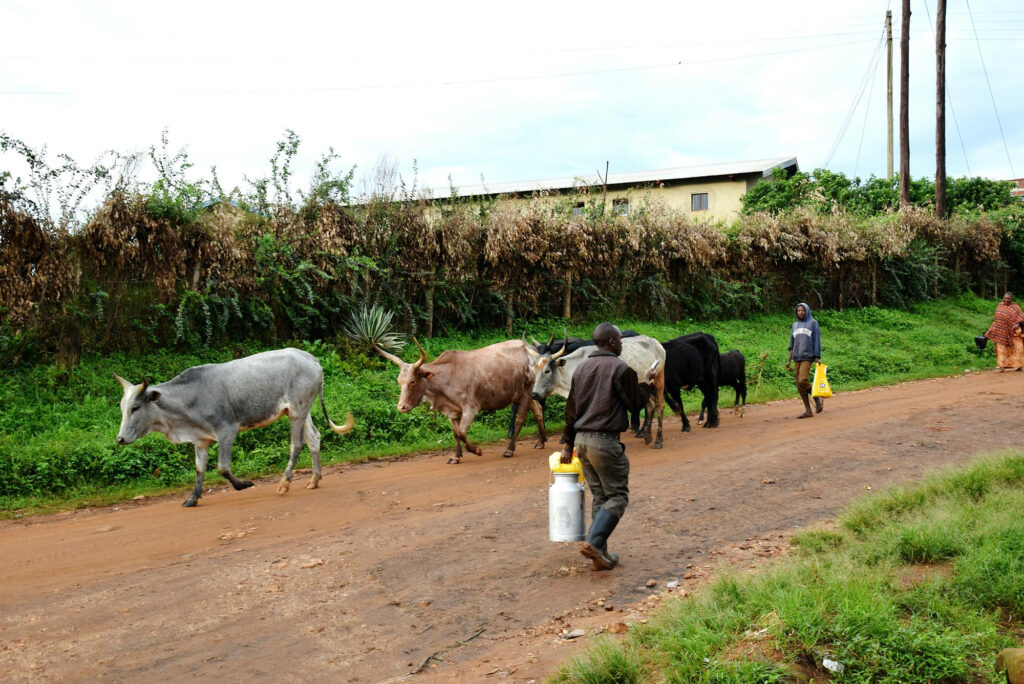 Des vaches