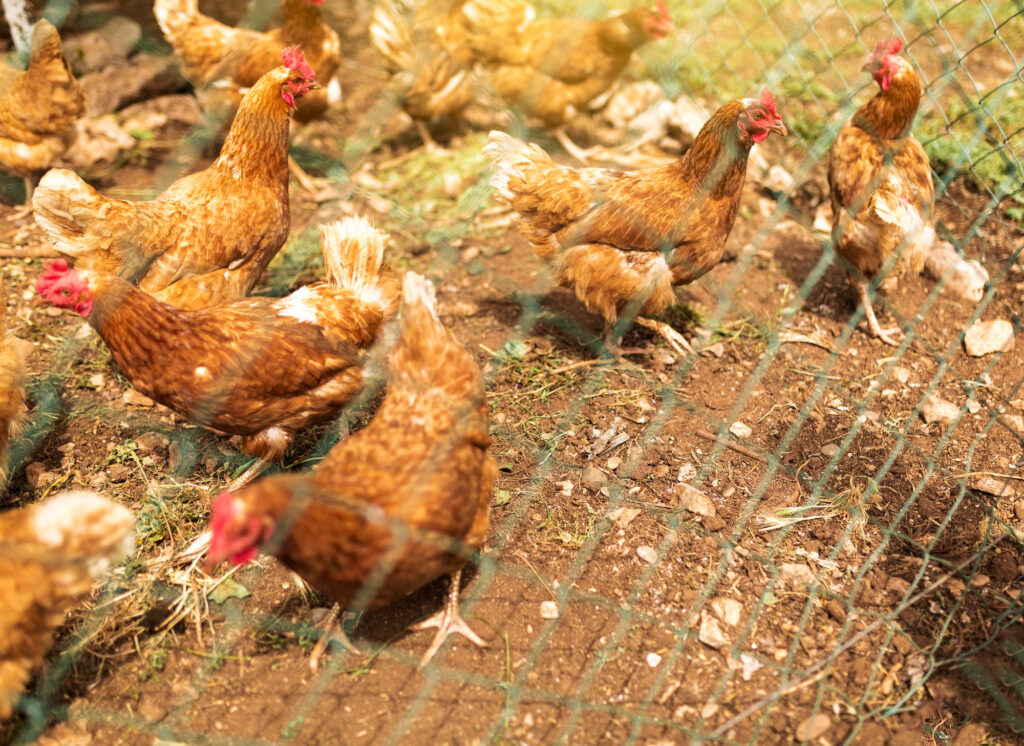 Coqs et poules