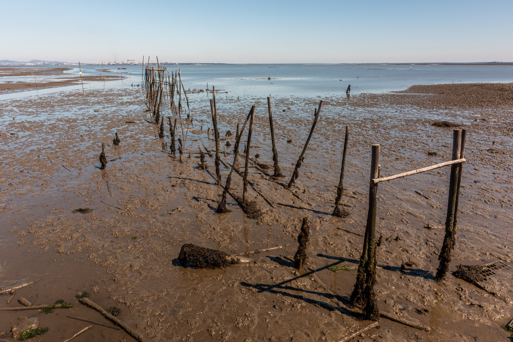 Paysage côtier à marée basse révélant des poteaux en bois recouverts de boue dans un estuaire ou une zone de marais salant.