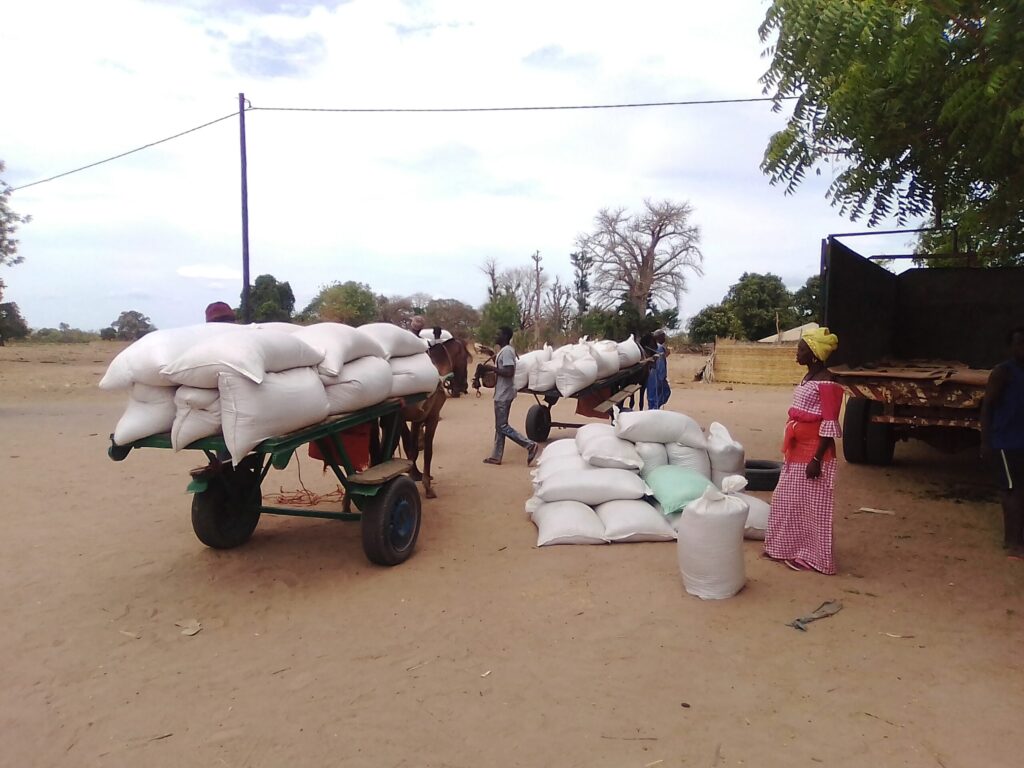 Distribution ou transport de sacs d'engrais (ou de céréales) dans un village rural, avec des charrettes et des personnes